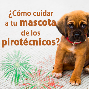Perrito